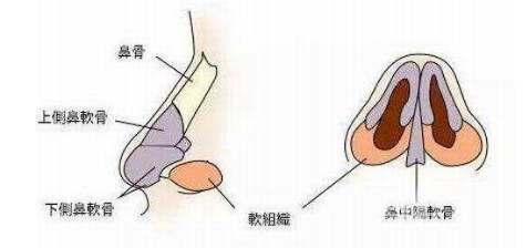 鼻部整形-鼻子解剖示意图