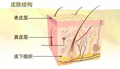 皮肤的结构层次