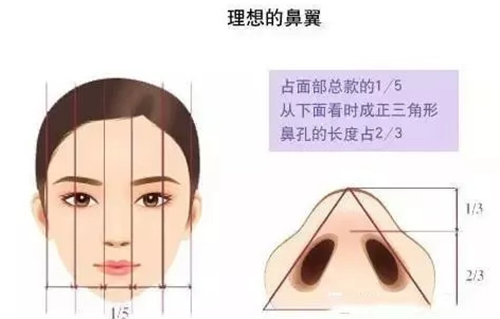 标准鼻翼的美学标准